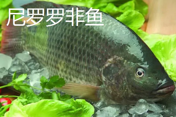 罗非鱼的品种介绍，常见的有奥利亚罗非鱼、莫桑比克罗非鱼等