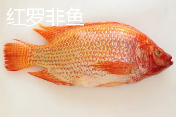 罗非鱼的品种介绍，常见的有奥利亚罗非鱼、莫桑比克罗非鱼等