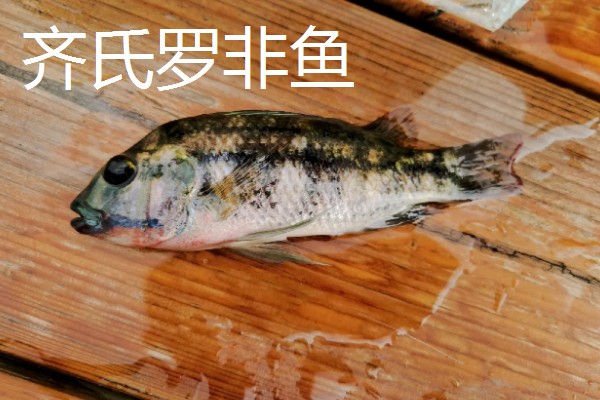 罗非鱼的品种介绍，常见的有奥利亚罗非鱼、莫桑比克罗非鱼等