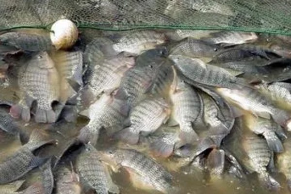 罗非鱼的品种介绍，常见的有奥利亚罗非鱼、莫桑比克罗非鱼等