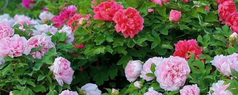 四大国花是指什么，指的是牡丹、荷花、菊花等