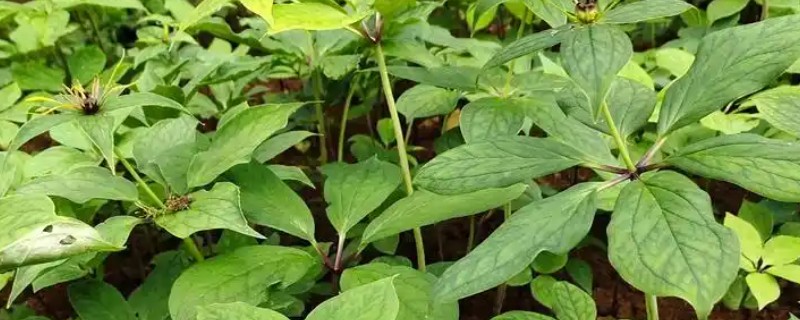 重楼的品种，常见的有缺瓣重楼、短梗重楼等