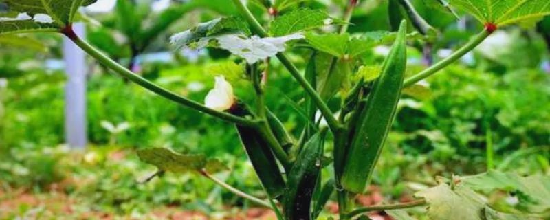 种植秋葵的前景，用途较多前景可观