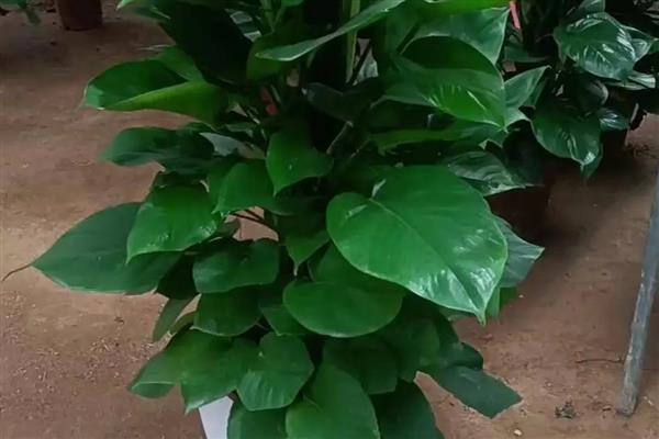 绿萝花的禁忌,忌潮湿、低温等