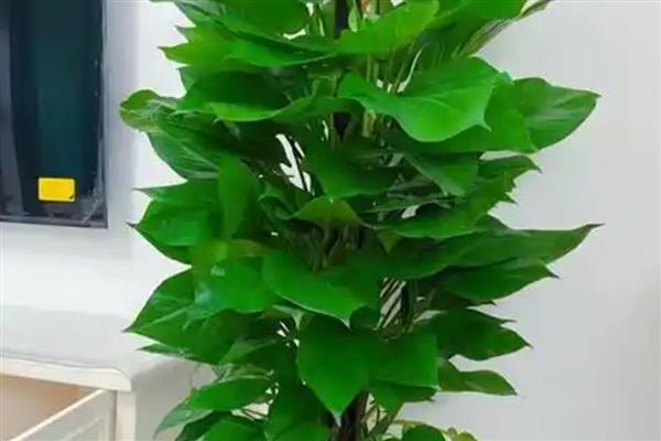 绿萝花的禁忌,忌潮湿、低温等