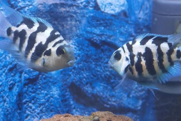 迷你鹦鹉鱼小鱼的饲养方法,将水温保持在28-29℃