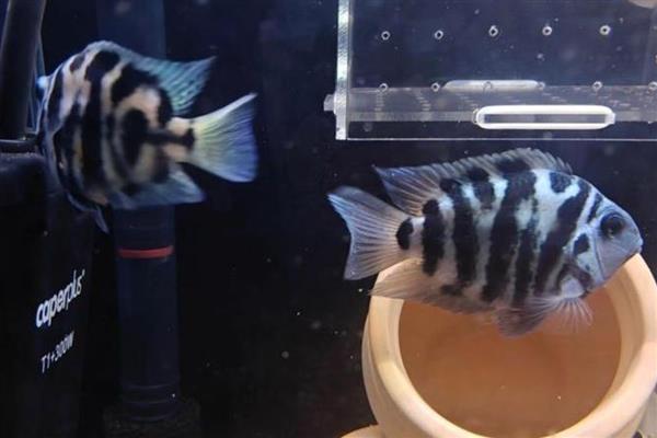 迷你鹦鹉鱼小鱼的饲养方法,将水温保持在28-29℃