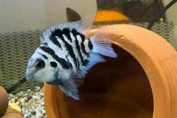 迷你鹦鹉鱼小鱼的饲养方法,将水温保持在28-29℃