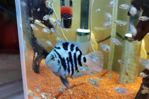 迷你鹦鹉鱼小鱼的饲养方法,将水温保持在28-29℃