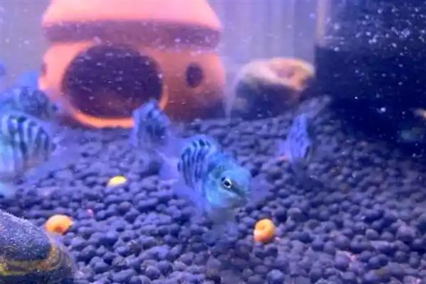迷你鹦鹉鱼小鱼的饲养方法,将水温保持在28-29℃