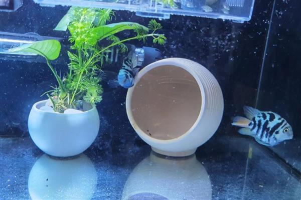 迷你鹦鹉鱼小鱼的饲养方法,将水温保持在28-29℃