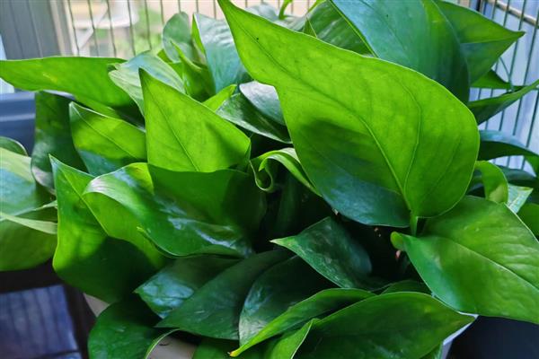 绿萝花的禁忌,忌潮湿、低温等