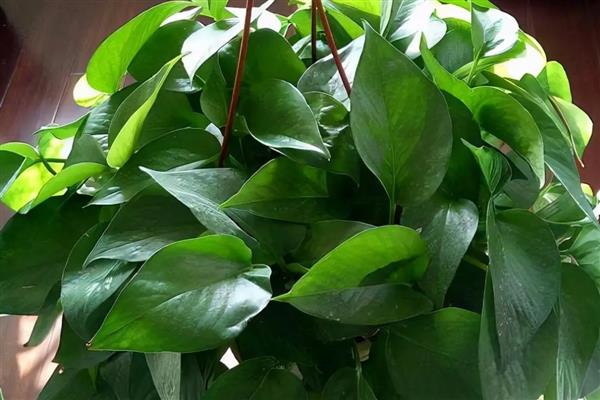 绿萝花的禁忌,忌潮湿、低温等