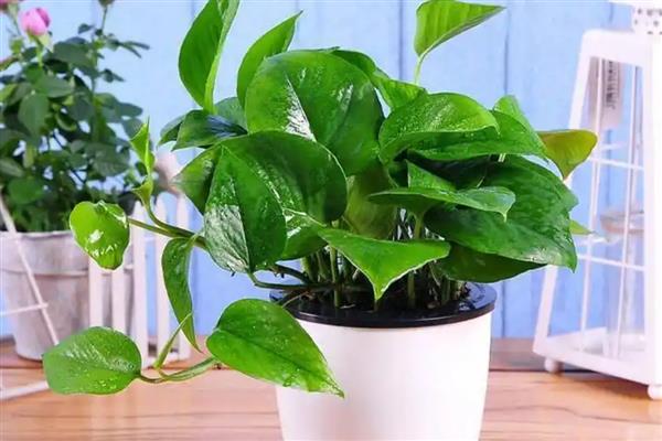 绿萝花的禁忌,忌潮湿、低温等