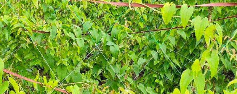 紫山药怎么种植，对薯块涂抹草木灰再栽入土壤中