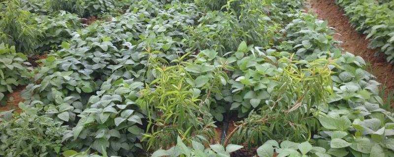 种豆可以肥田的原因，根瘤菌可以补充土壤中的氮素