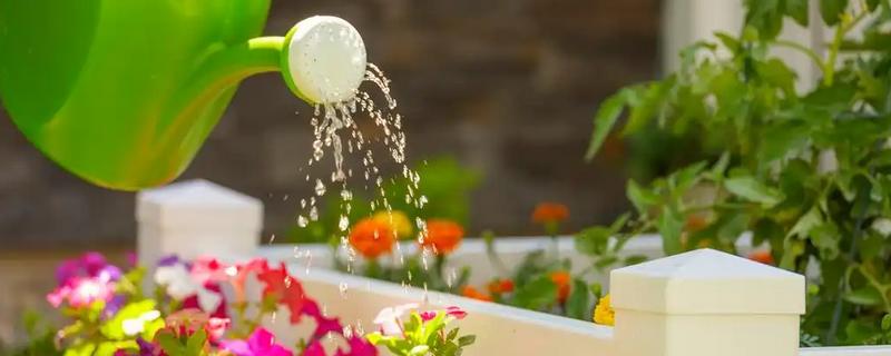 浇花什么时候好，春、秋季建议上午十点浇水