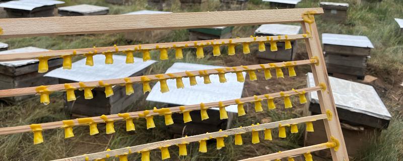 人工育王的意思，是指人工培育蜂王