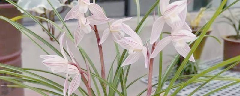 建兰的哪个品种最名贵，有莲瓣兰、翡翠兰等