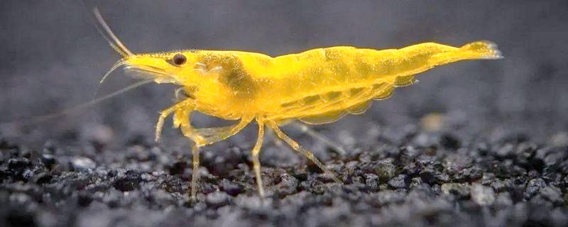 黄金米虾可以长多大，只能长到2-3cm