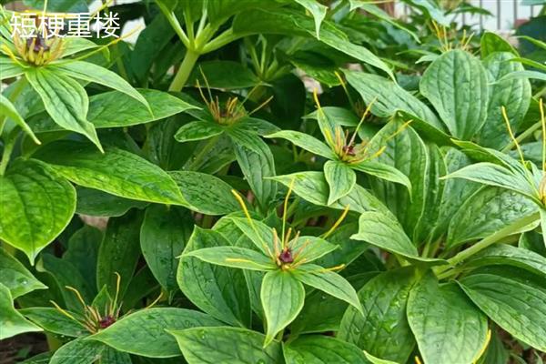 重楼的品种，常见的有缺瓣重楼、短梗重楼等