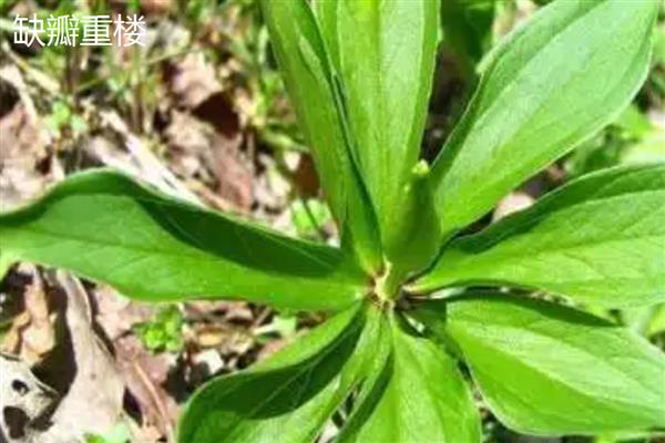 重楼的品种，常见的有缺瓣重楼、短梗重楼等