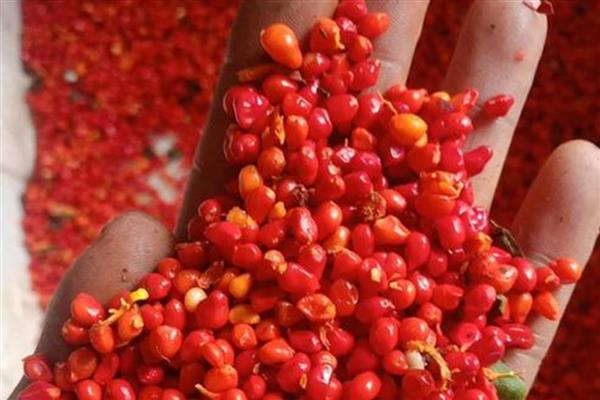 重楼的品种，常见的有缺瓣重楼、短梗重楼等