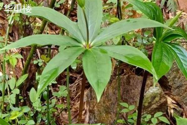 重楼的品种，常见的有缺瓣重楼、短梗重楼等