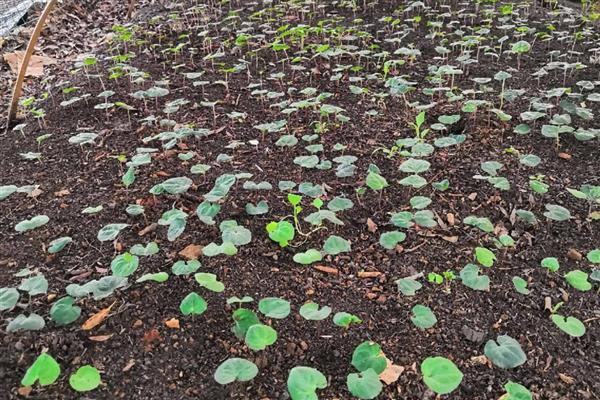 重楼的品种，常见的有缺瓣重楼、短梗重楼等