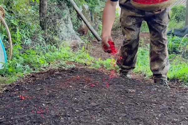 重楼的品种，常见的有缺瓣重楼、短梗重楼等