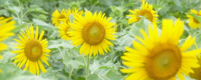 向日葵的寓意，寓意积极向上的态度