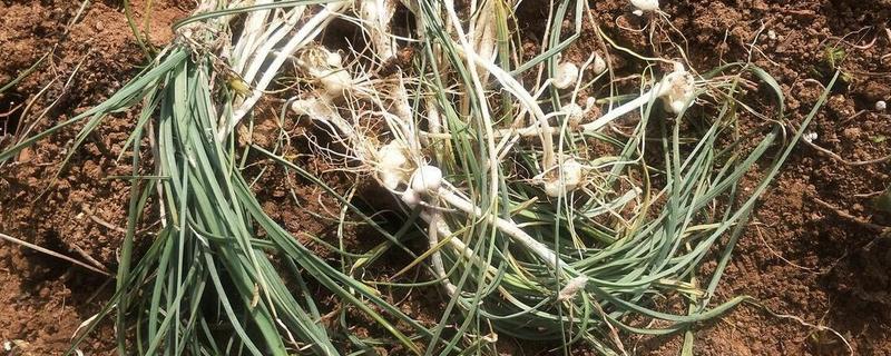 薤白是哪种野菜，即小根蒜或薤的干燥鳞茎