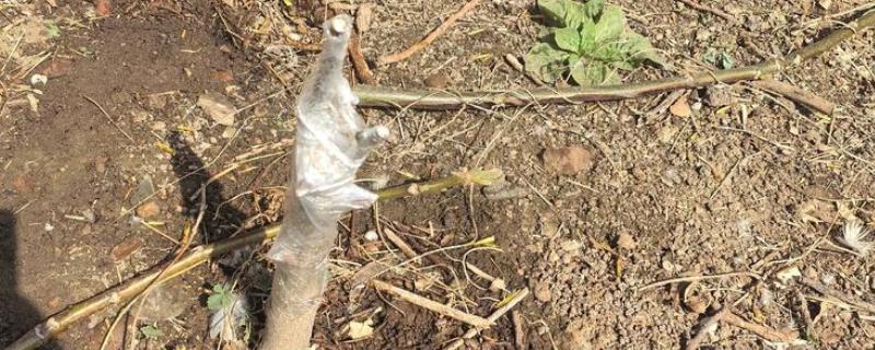 核桃的嫁接方法，建议在五月下旬和六月上旬进行