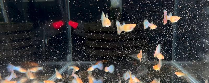 孔雀鱼得针尾病的原因及处理方法，可能是水质恶化所致