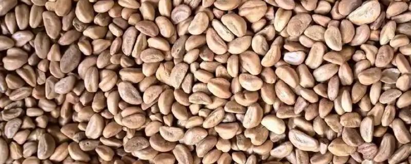 让山楂籽快速发芽的方法，主要有浸泡法、沙藏法、马粪发酵法这三种方式