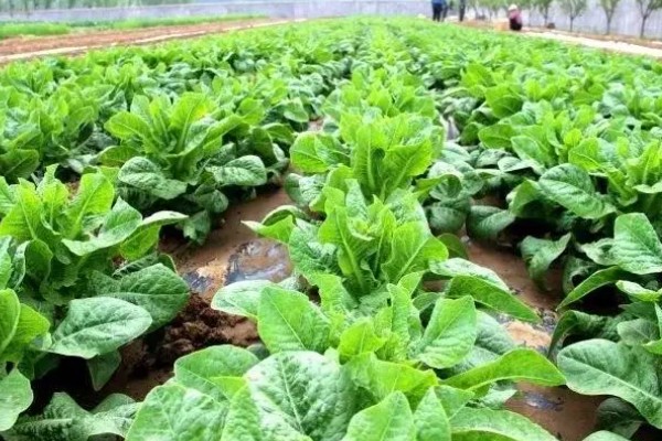 莴笋生长时能不能剥叶，剥叶后不利于茎干膨大