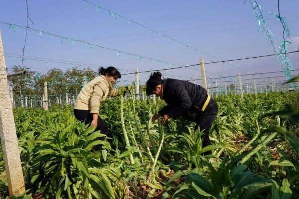 莴笋生长时能不能剥叶，剥叶后不利于茎干膨大