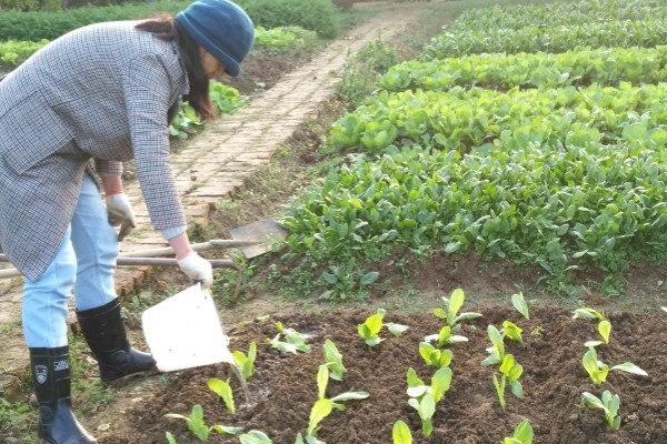 莴笋生长时能不能剥叶，剥叶后不利于茎干膨大