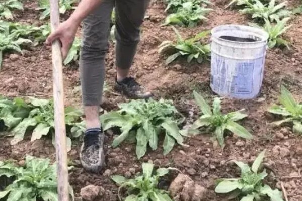 莴笋生长时能不能剥叶，剥叶后不利于茎干膨大