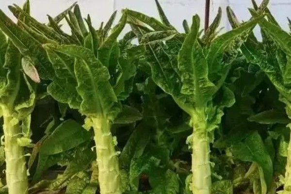 莴笋生长时能不能剥叶，剥叶后不利于茎干膨大