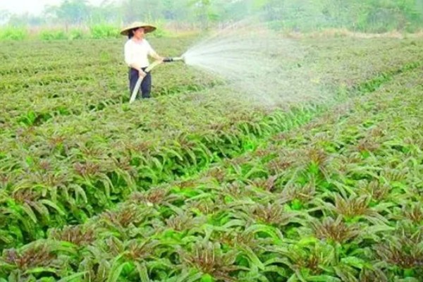 莴笋生长时能不能剥叶，剥叶后不利于茎干膨大