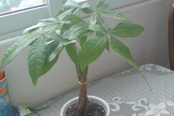 发财树不长叶子怎么处理,需增加光照并减少浇水