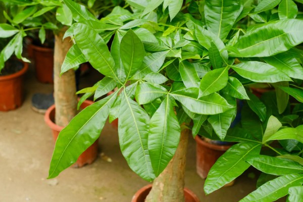 发财树不长叶子怎么处理,需增加光照并减少浇水