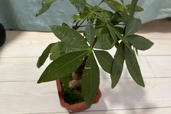 发财树不长叶子怎么处理,需增加光照并减少浇水