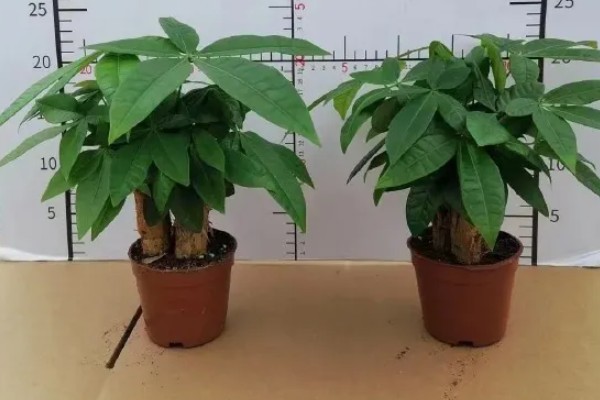 发财树不长叶子怎么处理,需增加光照并减少浇水