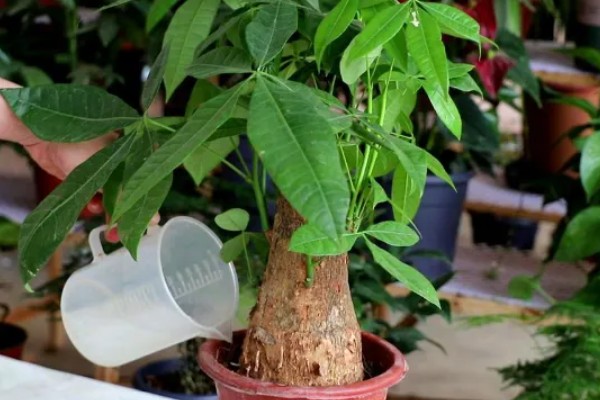 发财树不长叶子怎么处理,需增加光照并减少浇水