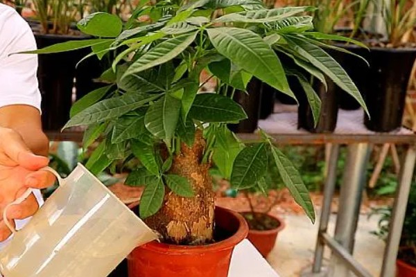 发财树不长叶子怎么处理,需增加光照并减少浇水