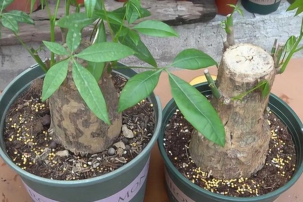 发财树不长叶子怎么处理,需增加光照并减少浇水