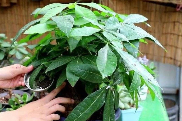 发财树不长叶子怎么处理,需增加光照并减少浇水