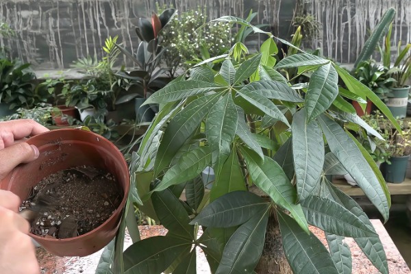 发财树不长叶子怎么处理,需增加光照并减少浇水